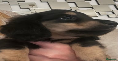 Miniature Dachshund dogs KC Reg PRA Clear Miniature Dachshunds  - Advert 8