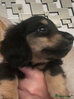 Miniature Dachshund dogs KC Reg PRA Clear Miniature Dachshunds - Advert 8