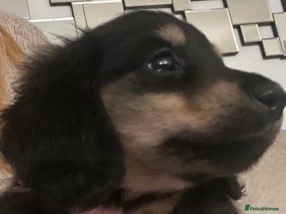 Miniature Dachshund dogs KC Reg PRA Clear Miniature Dachshunds - Advert 1