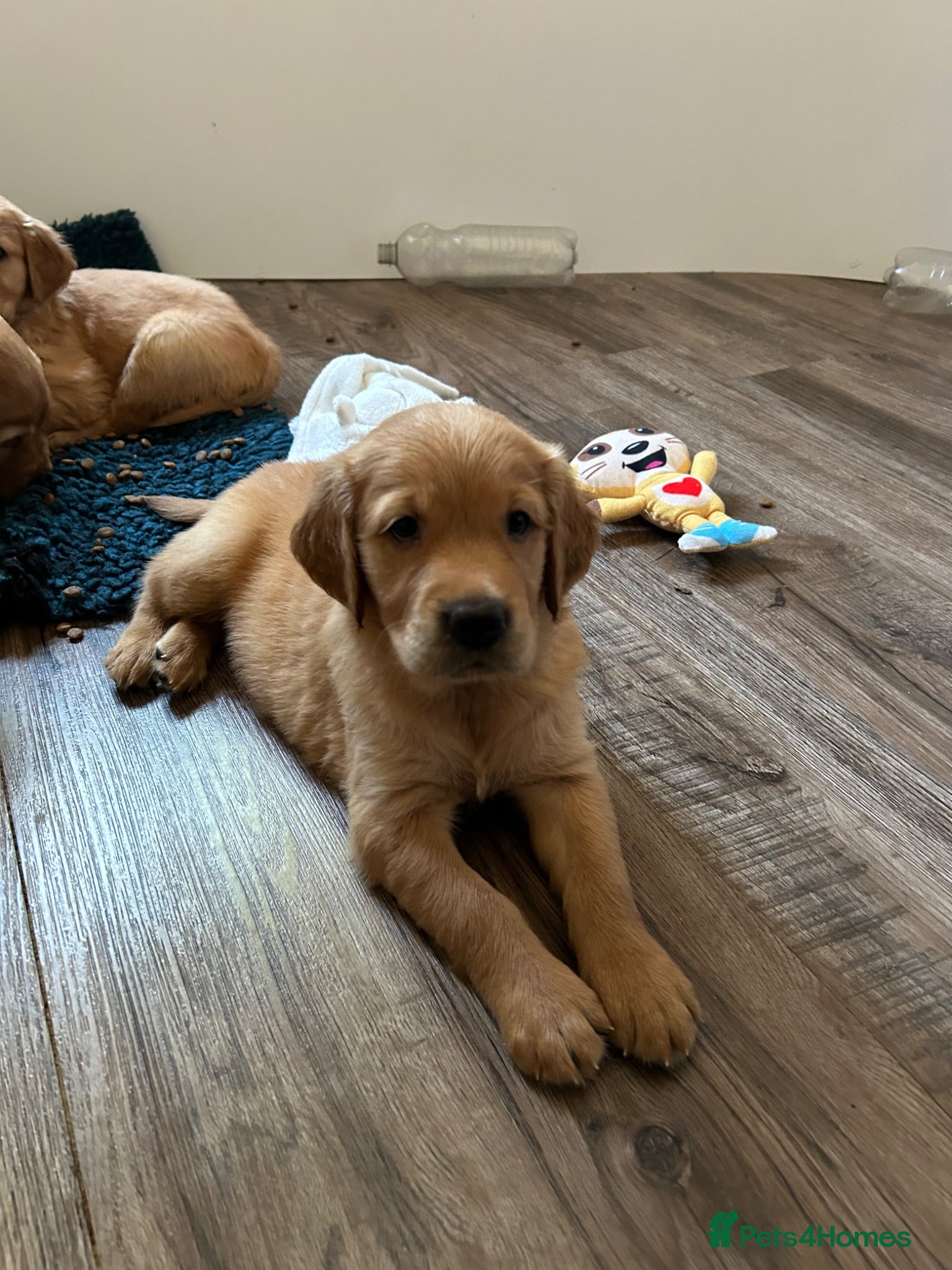 Golden Retriever dogs Beautiful litter of dark red golden retriever pups - Advert 2
