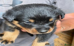 Rottweiler dogs for sale: Rottweiler pups - Image 9