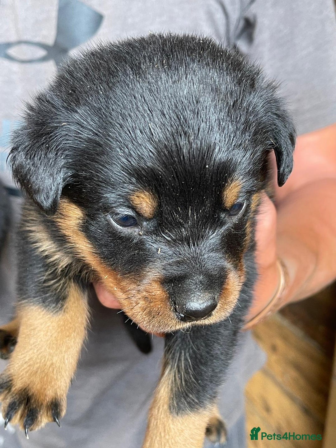 Rottweiler dogs for sale: Rottweiler pups - Image 9