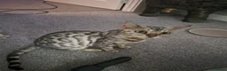 Bengal cats for sale: 1 male boy ready to leave  - Advert 3