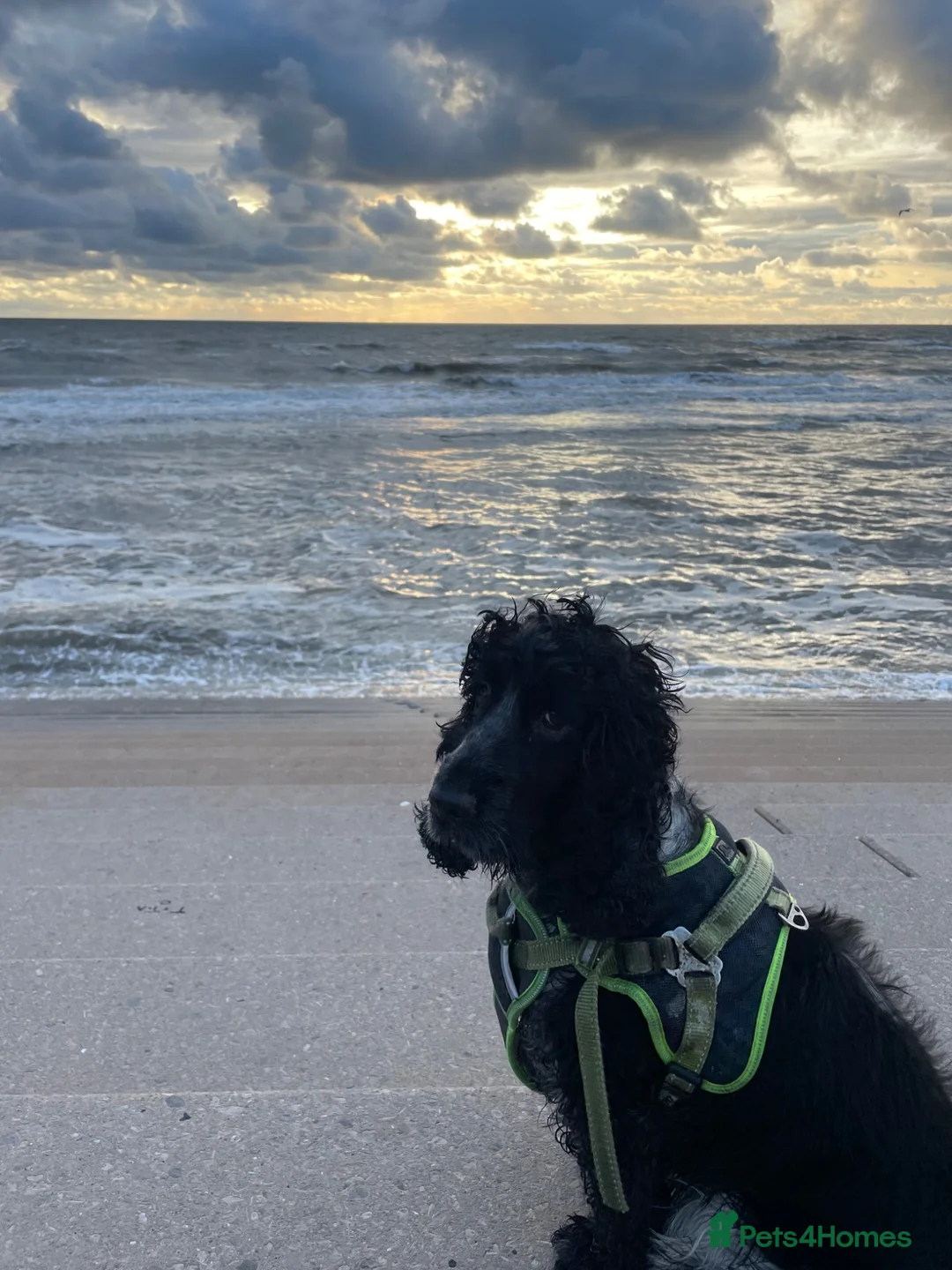 Cocker Spaniel dogs for sale: Blue roan cocker spaniel puppies  - Advert 12