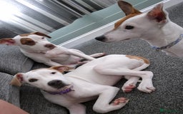 American Bulldog dogs for sale: American Bulldog Puppies - Image 1