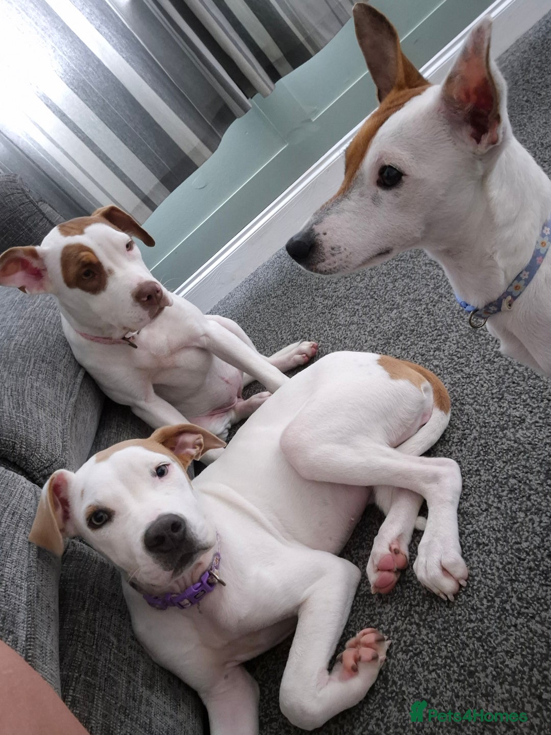 American Bulldog dogs for sale: American Bulldog Puppies - Image 1