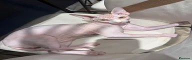Sphynx 1