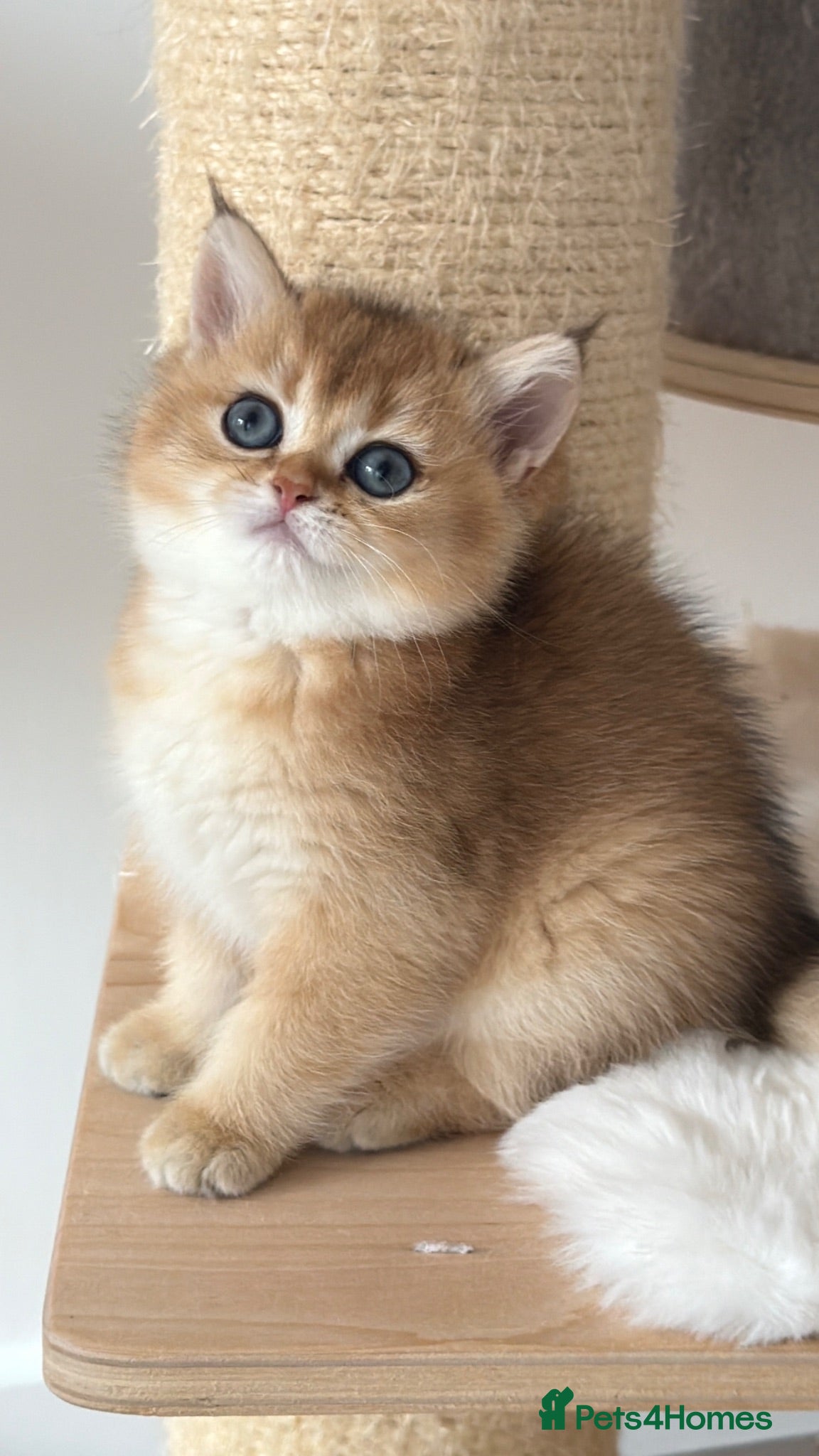British Shorthair cats Exception quality,Champion bloodlines GCCF/TICA🏆 - Advert 1