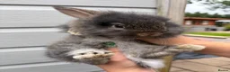 Mixed Breed rabbits for sale: Lionhead x Dwarf Lop double maned bunnies - Advert 4