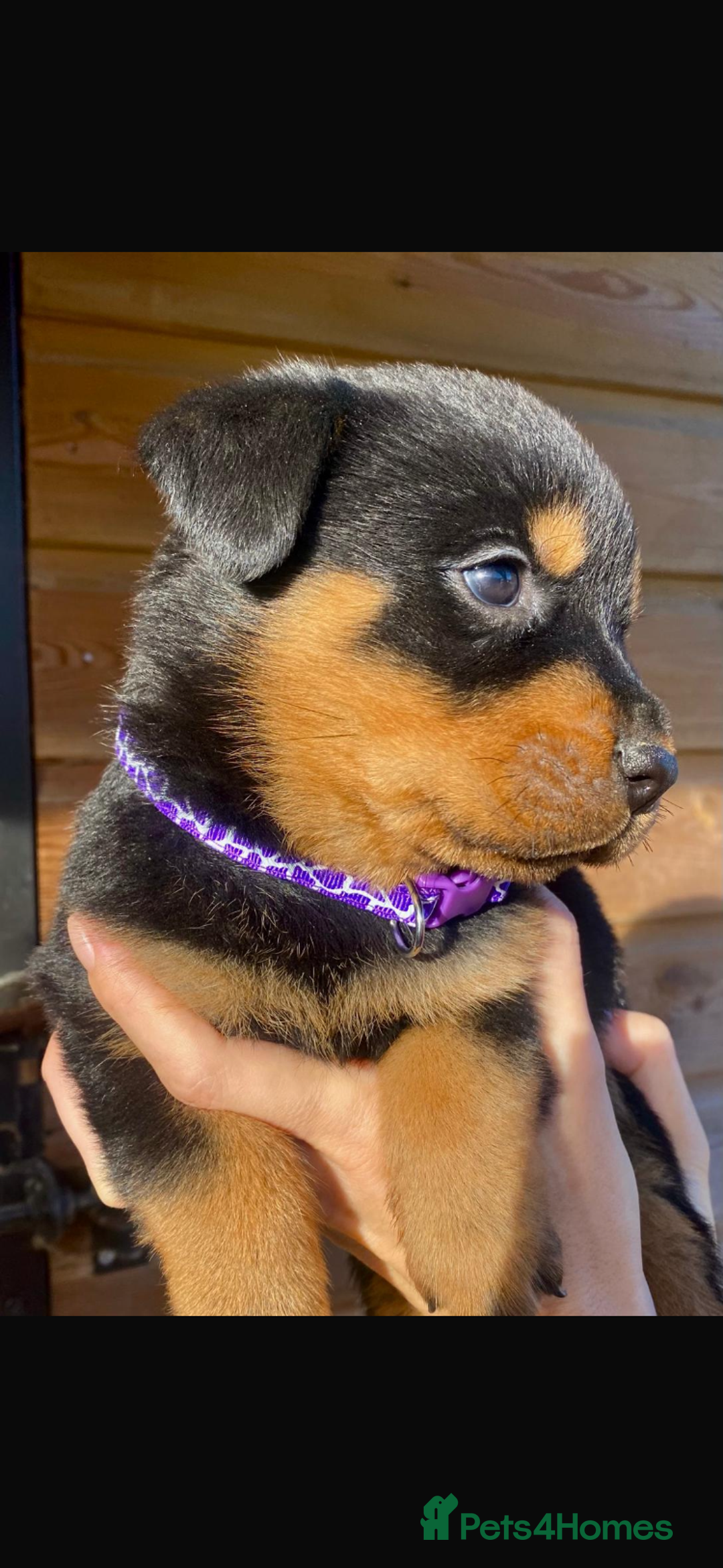 Rottweiler dogs for sale: Last girlBeautiful chunky Rottweiler puppies - Advert 7