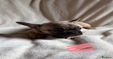 French Bulldog dogs - Advert 7