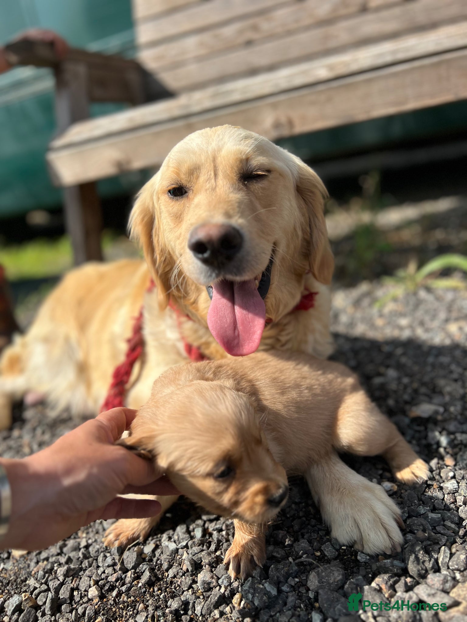 Golden Retriever dogs The most beautiful Golden Retriever pups  - Advert 2
