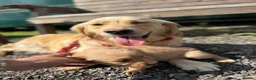 Golden Retriever dogs for sale: The most beautiful Golden Retriever pups  - Advert 2