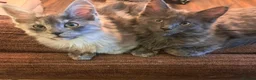 Maine Coon cats for sale: NEW PRICE Registered Blue Pedigree Maine coon baby - Advert 27