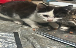 Domestic Shorthair cats for sale: kittens for sale - Image 2