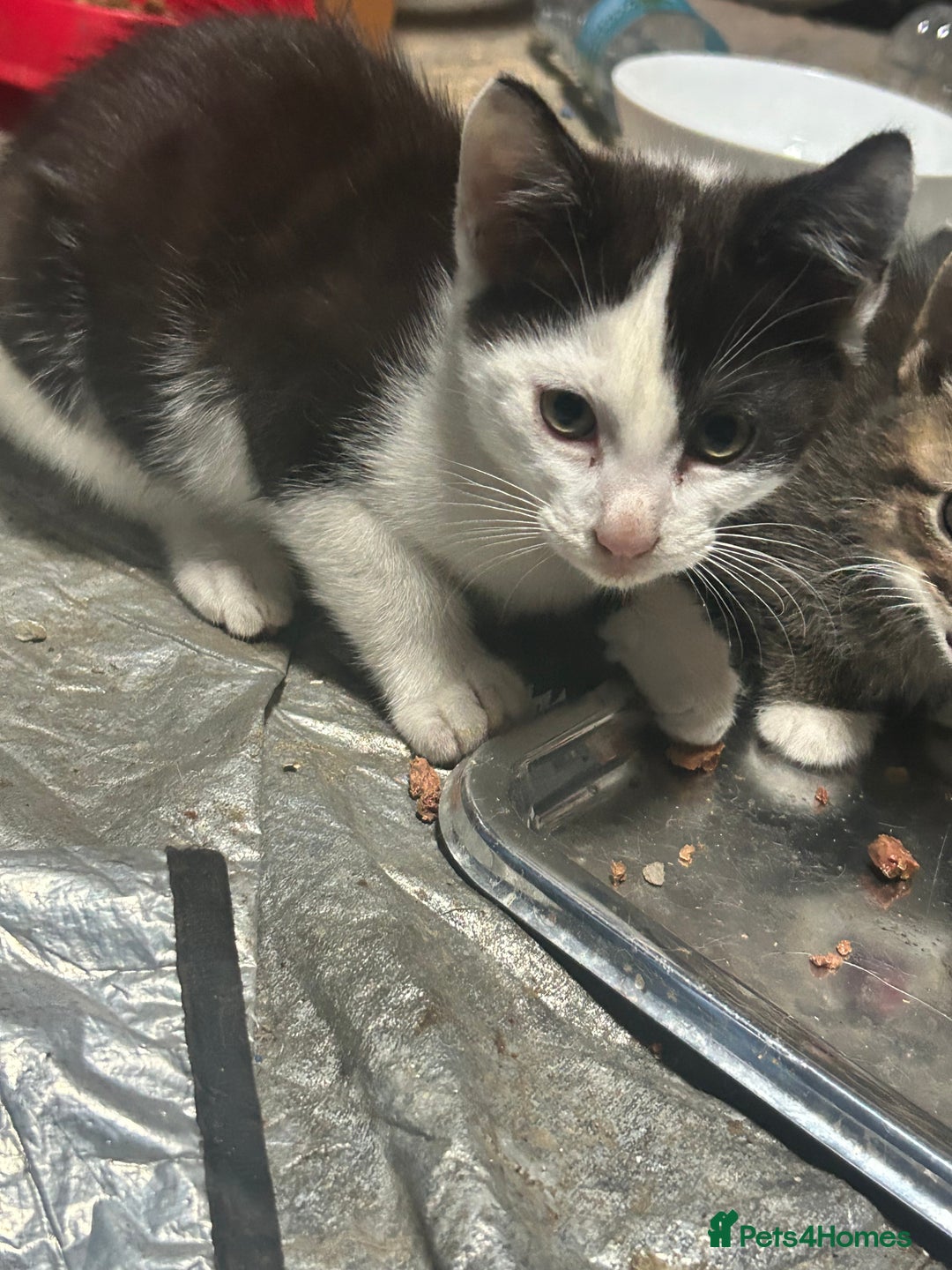 Domestic Shorthair cats for sale: kittens for sale - Image 2