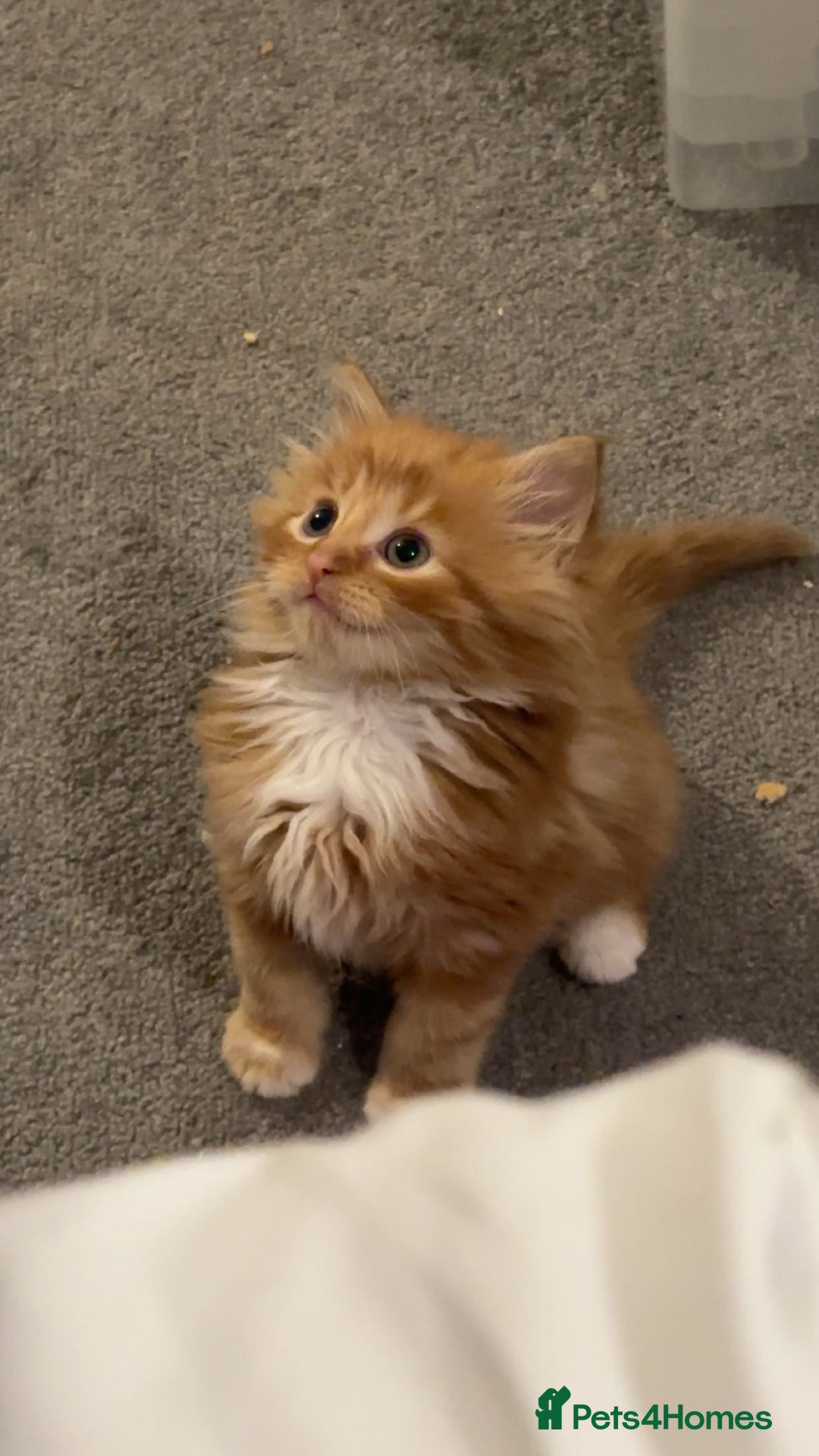 British Shorthair cats for sale: Last 2 boys left !!! - Advert 9