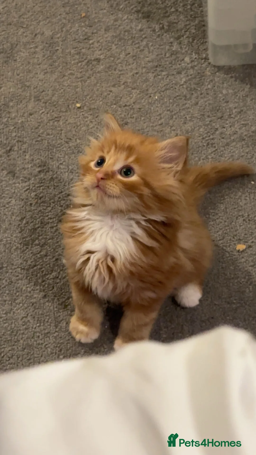 British Shorthair cats for sale: Last 2 boys left !!! - Advert 9