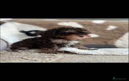 Cavapoo dogs for stud: Premium Cavapoo Chocolate Phantom Parti Stud  in Rickmansworth - Image 18