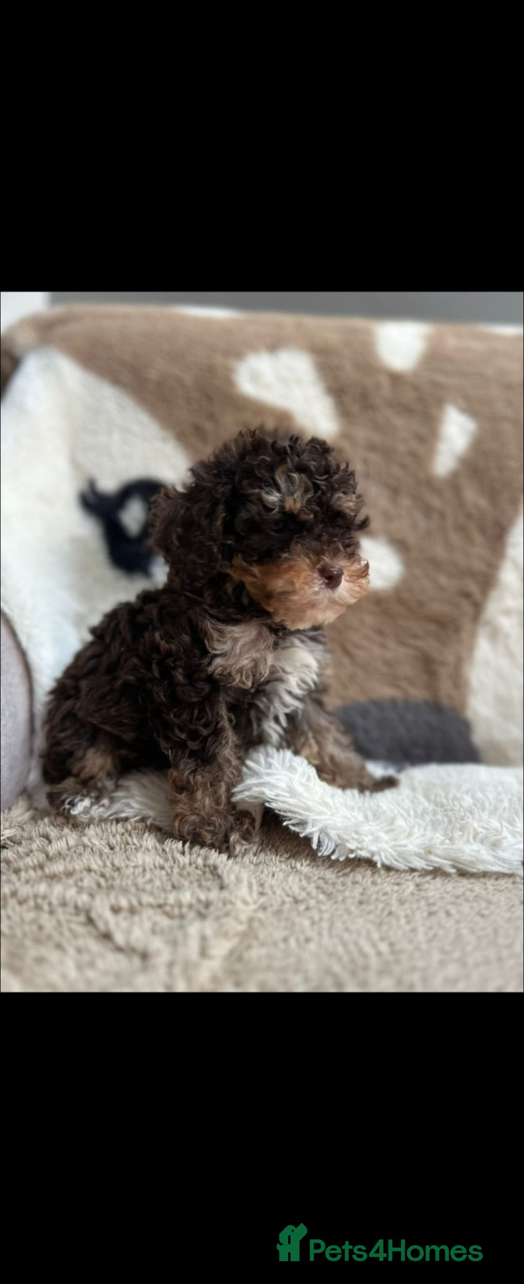 Cavapoo dogs for stud: Premium Cavapoo Chocolate Phantom Parti Stud  in Rickmansworth - Image 18