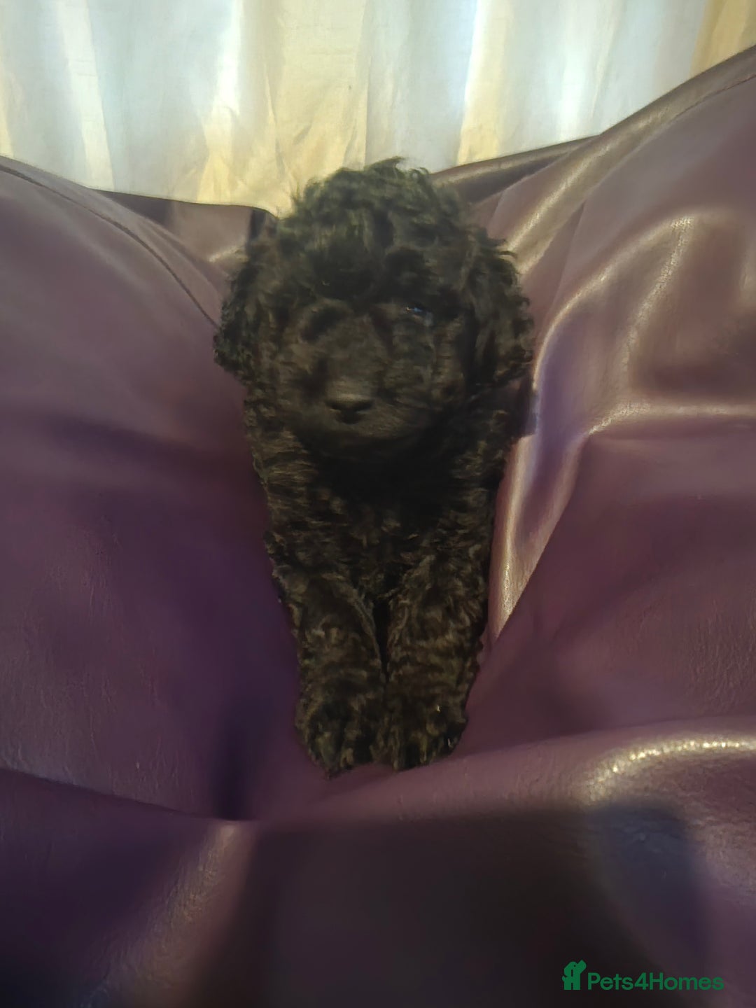 Mixed Breed dogs for sale: Poodles cross patterdale boy pupies - Advert 20