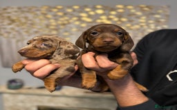 Miniature Dachshund dogs for sale: 5 Gorgeous Miniature Dachshund Puppy Ready Now 🐾 - Image 7