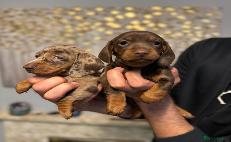 Miniature Dachshund dogs - Advert 2