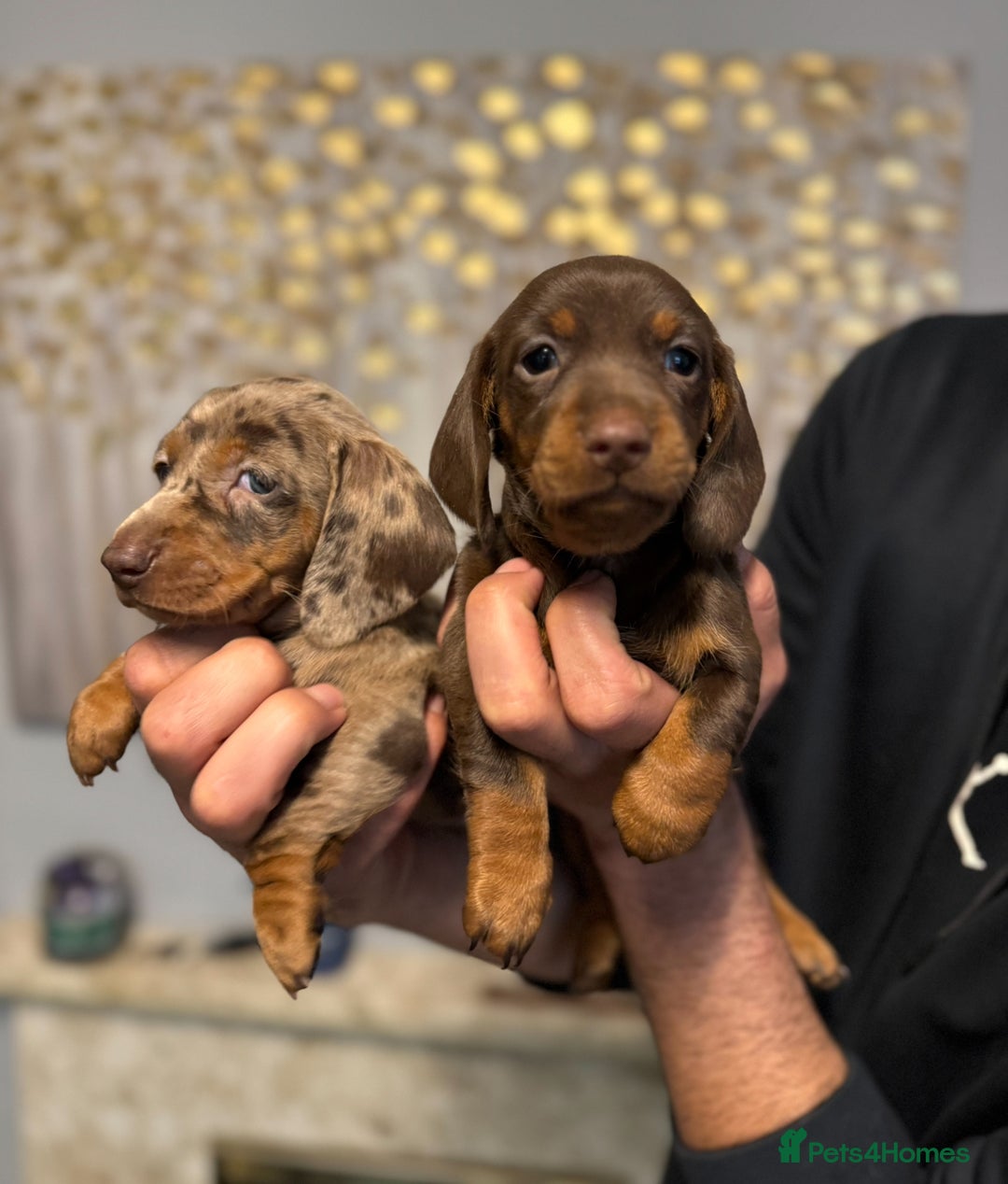 Miniature Dachshund dogs for sale: 5 Gorgeous Miniature Dachshund Puppy Ready Now 🐾 - Image 7