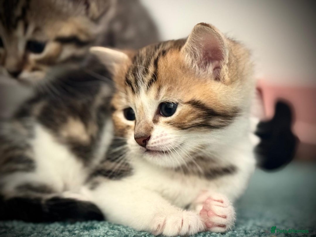 Ragdoll cats for sale: 🌟 Ragdoll x Bengal – Exquisite Baby Kittens 🌟 - Image 17