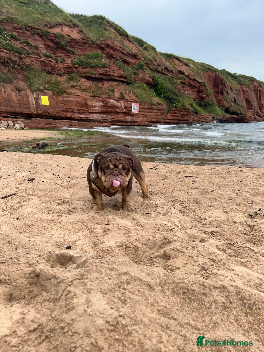 English Bulldog dogs for stud: Sons of king nemesis & epic bully (darling) in Southampton - Advert 14