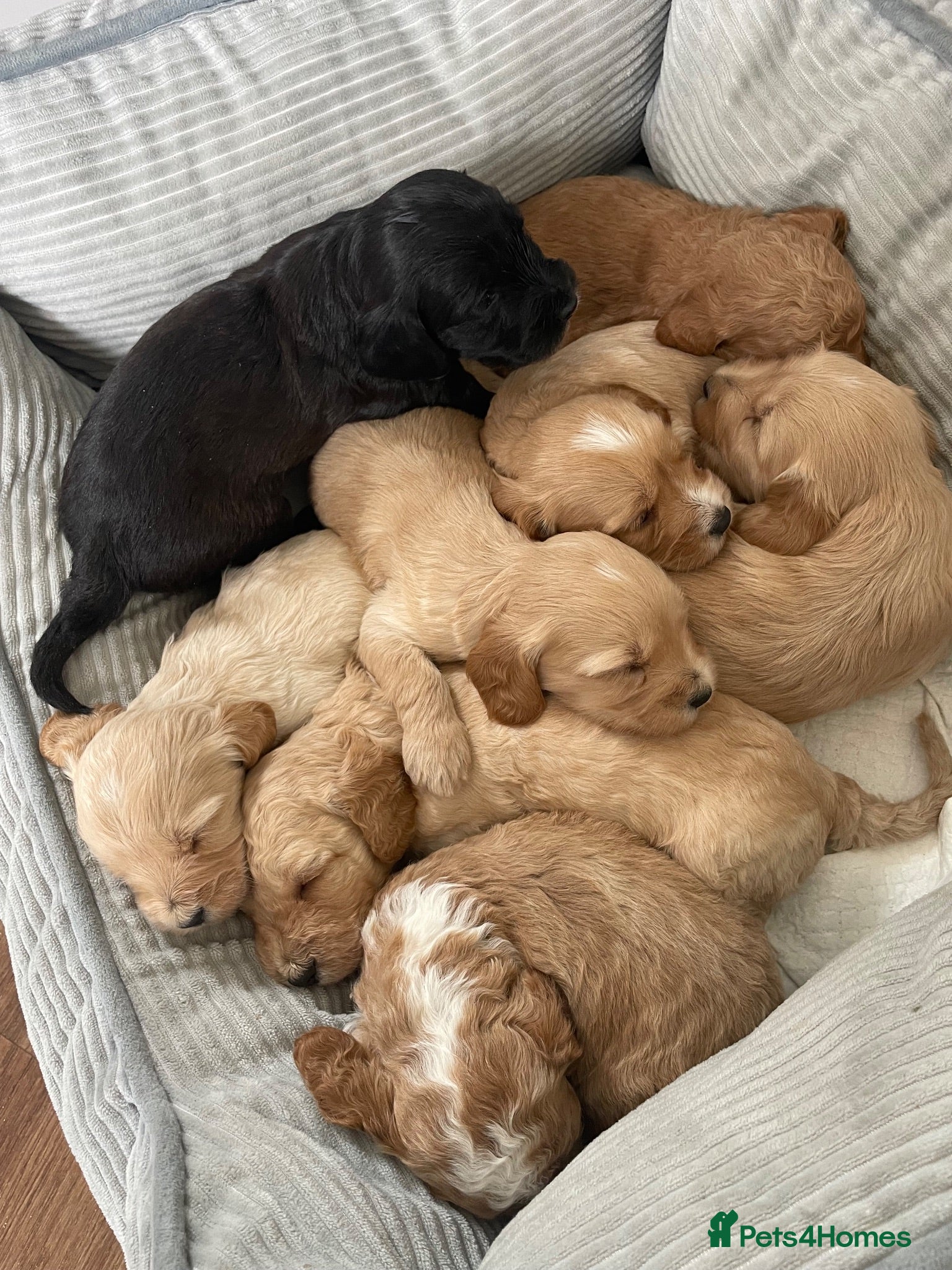 Cockapoo dogs Cockapoo puppies - Advert 2