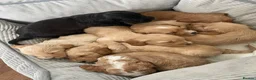Cockapoo dogs for sale: Cockapoo puppies - Advert 16