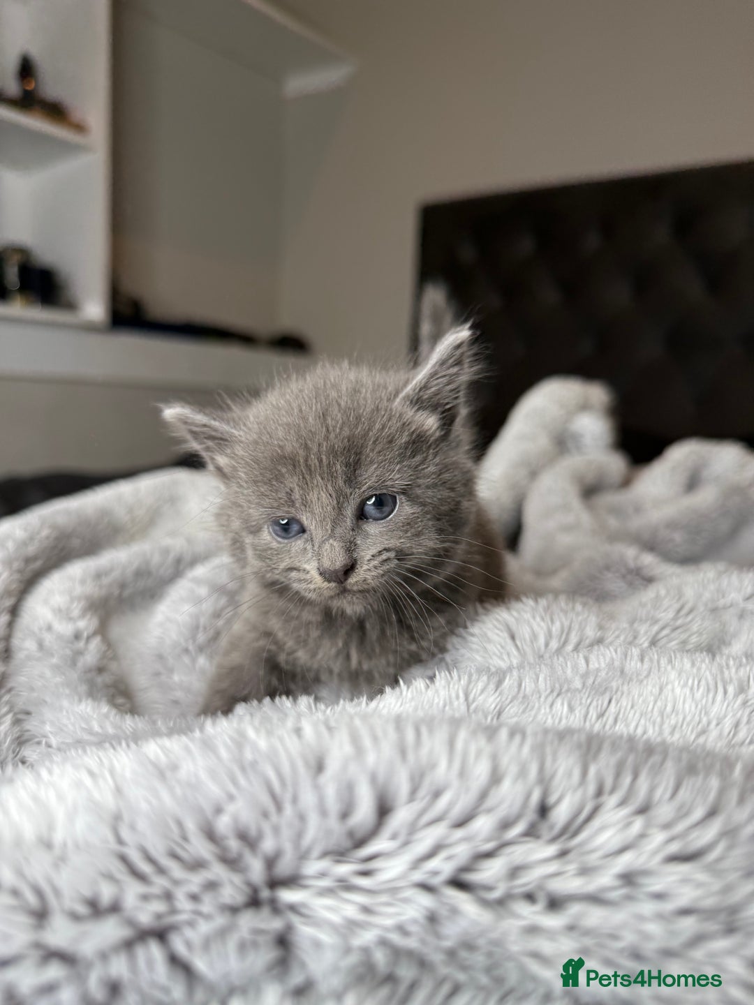 British Shorthair cats for sale: Our beautiful cute shorthair blue kittens - Image 24