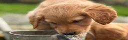 Golden Retriever dogs for sale: Stunning KC working golden retriever puppies - Advert 15