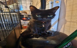 Mixed Breed cats for sale: Adorable kittens looking for their forever homes  - Image 20