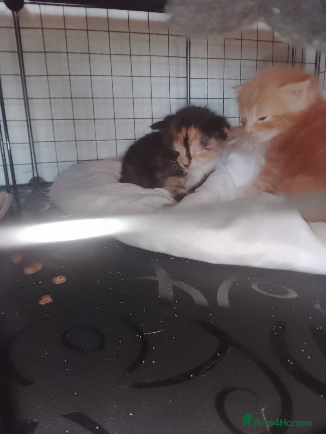 British Shorthair cats for sale: Kittens need lovely home  - Image 5
