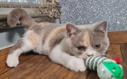 British Shorthair cats for sale: Pure bsh kittens from DNA & genetic tested parents - Image 7