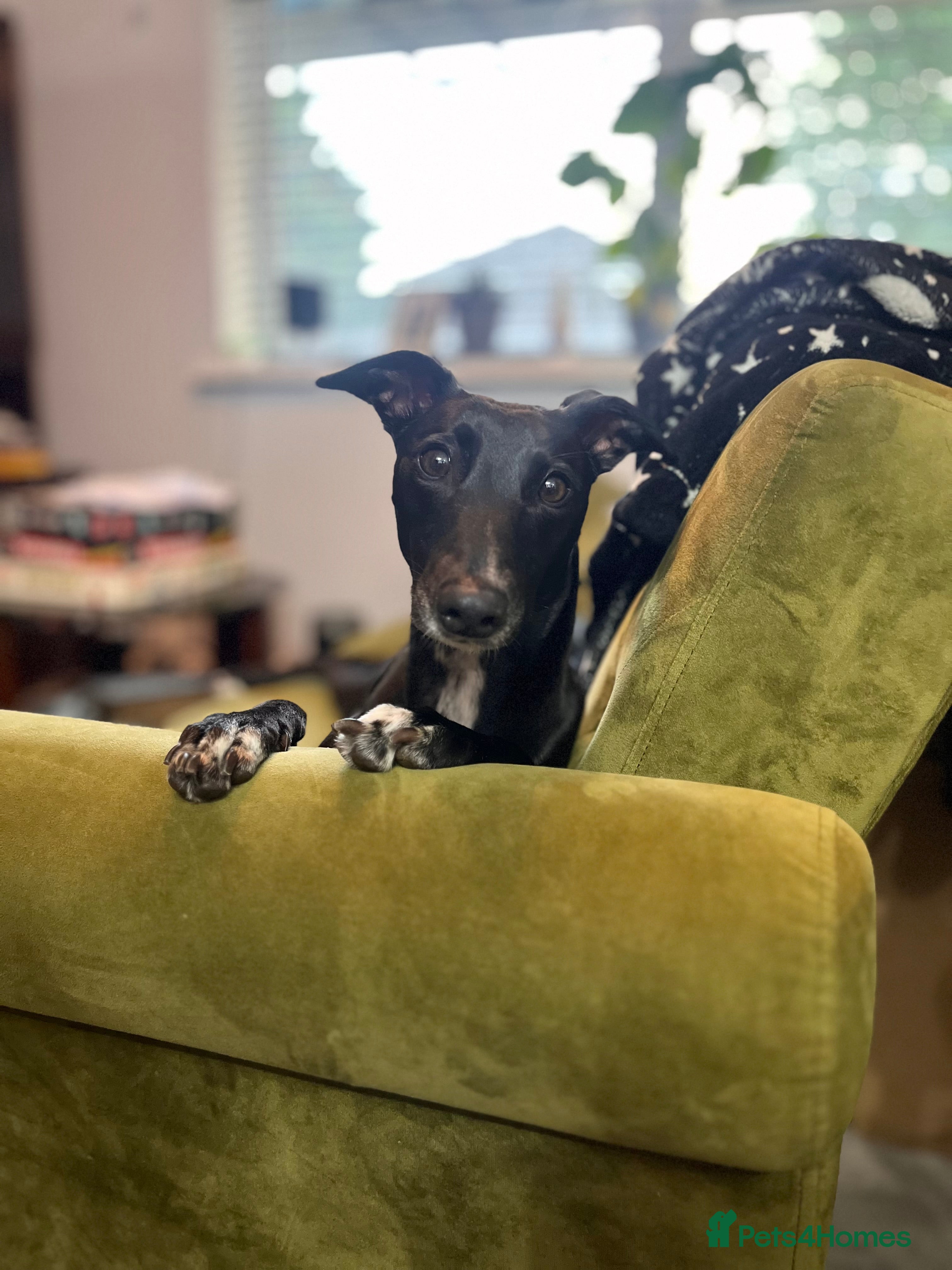 Whippet dogs 3 year old whippet - Advert 5