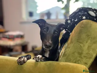 Whippet dogs 3 year old whippet - Advert 1