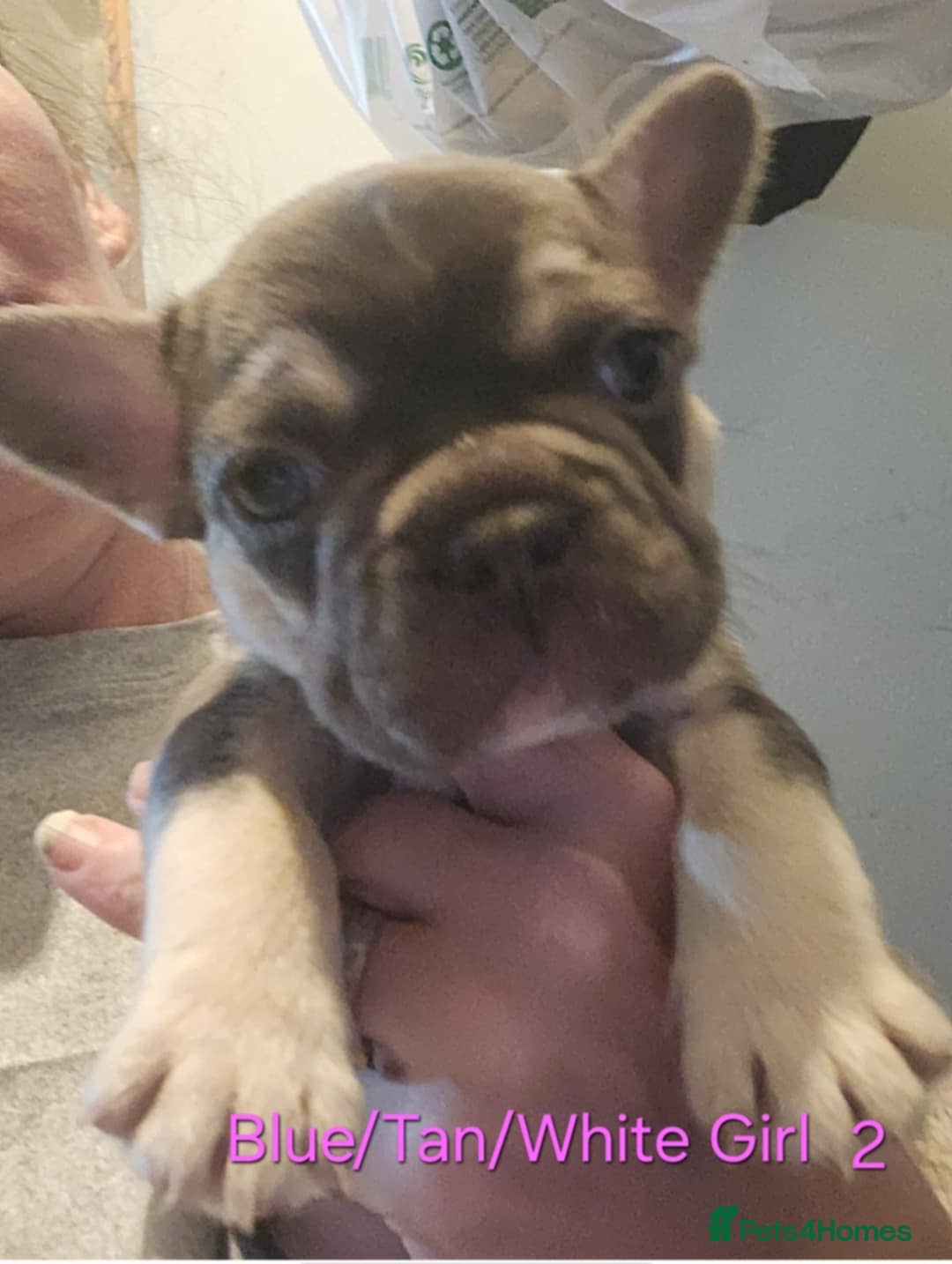 French Bulldog dogs 5 french bulldog  fluffy - Advert 1