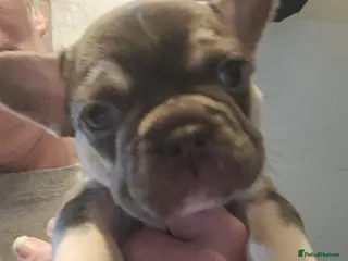 French Bulldog dogs 5 french bulldog fluffy - Advert 1