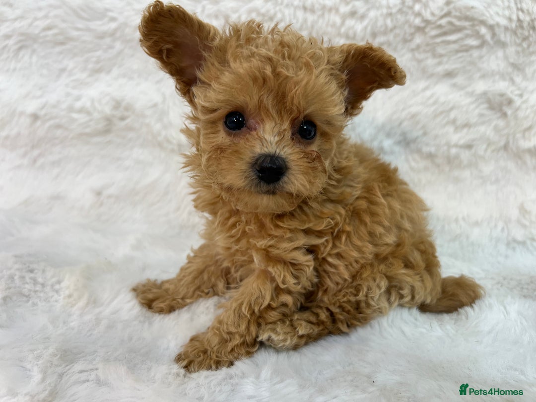 Maltipoo dogs for sale: 🐩Korean Maltipoo🐩 - Image 6