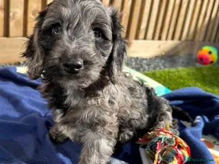 Cockapoo dogs Adorable litter of Cockapoo puppies READY TO GO! - Advert 14