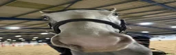 Irish Cob horses for sale: Grey Roan Cob 14hh 6 years old  - Advert 16