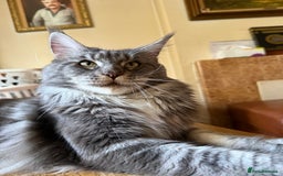 Maine Coon cats for sale: GCCF Pedigree Russian line Maine Coon - Advert 10
