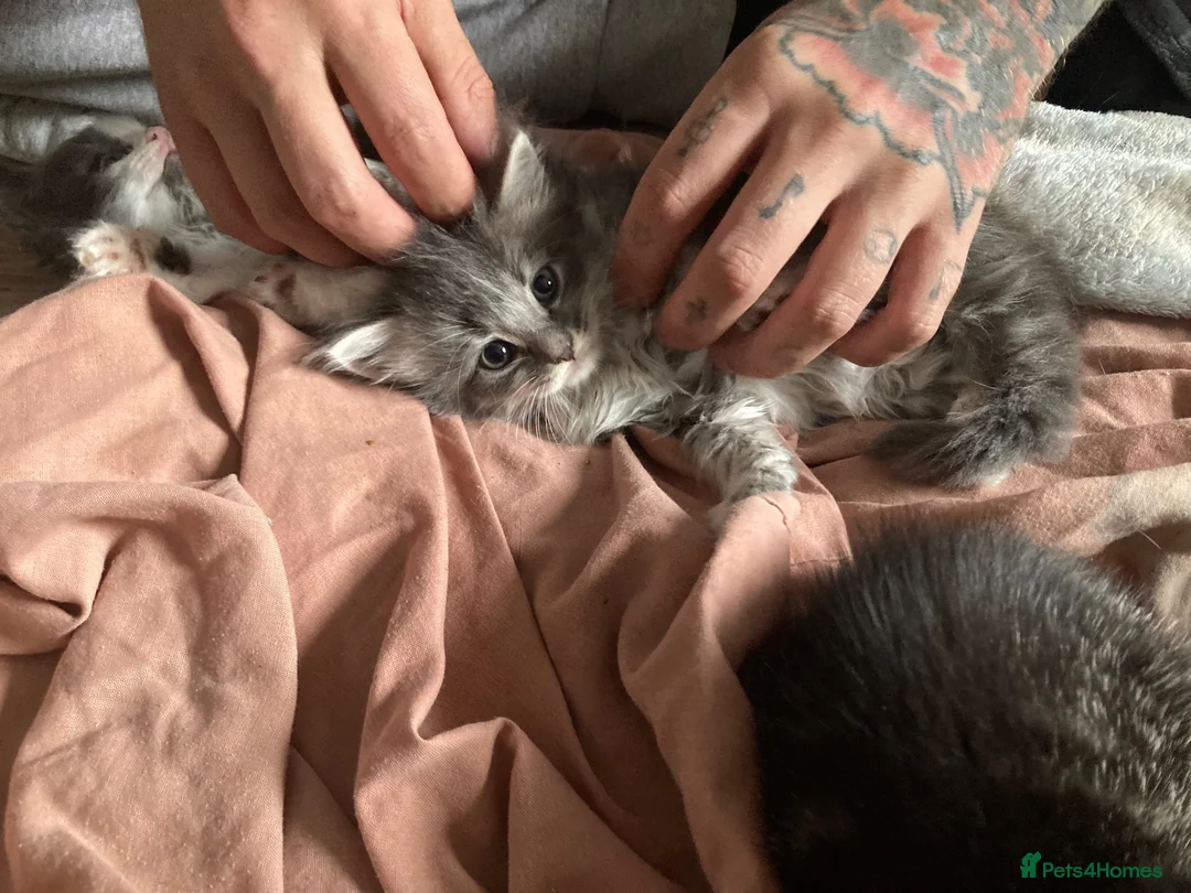 Mixed Breed cats for sale: 4 female kittens - Advert 2