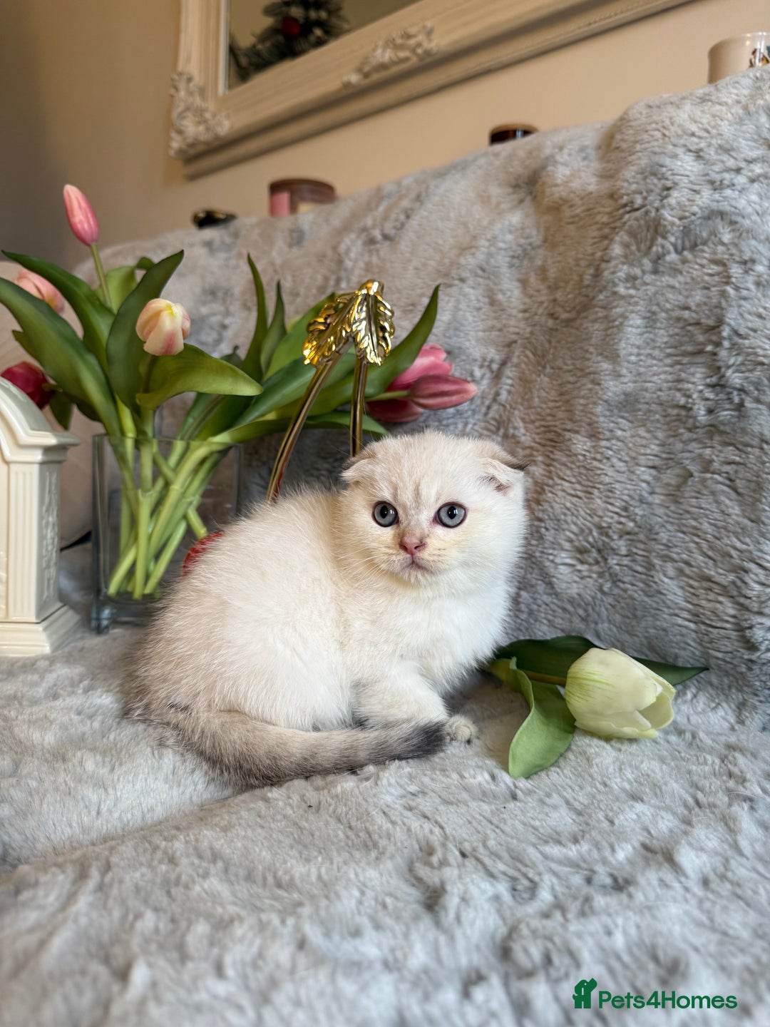 Scottish Fold cats for sale: *LUXURY SCOTTISH FOLD & 1 STRAIGHT KITTENS* - Advert 25