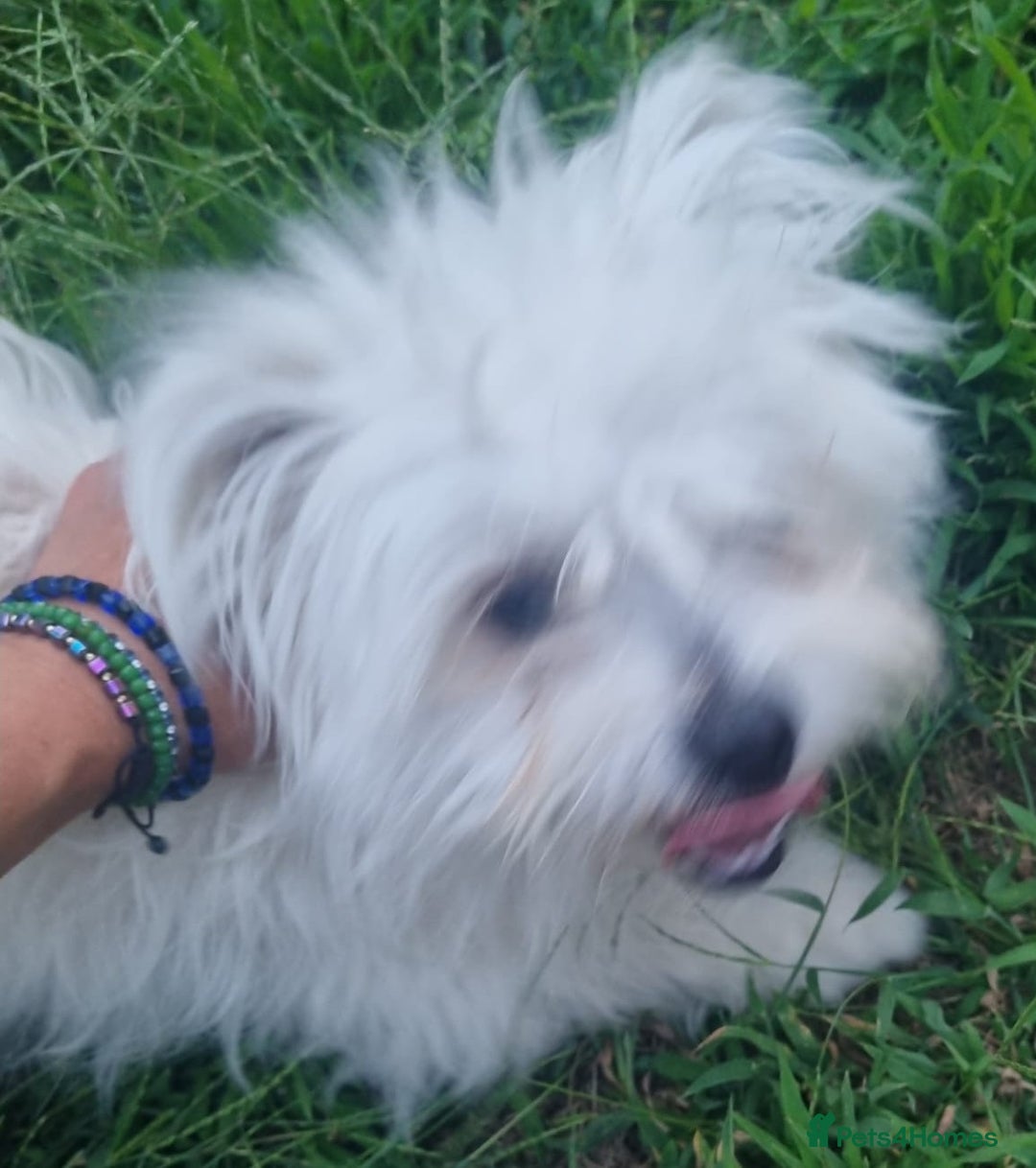 Bichon Frise dogs for adoption: KETHO - a superb, little boy, for a Loving Home - Image 7