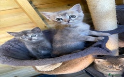 British Shorthair cats for sale: 5 stunning BSH kittens for sale‼️ - Image 3