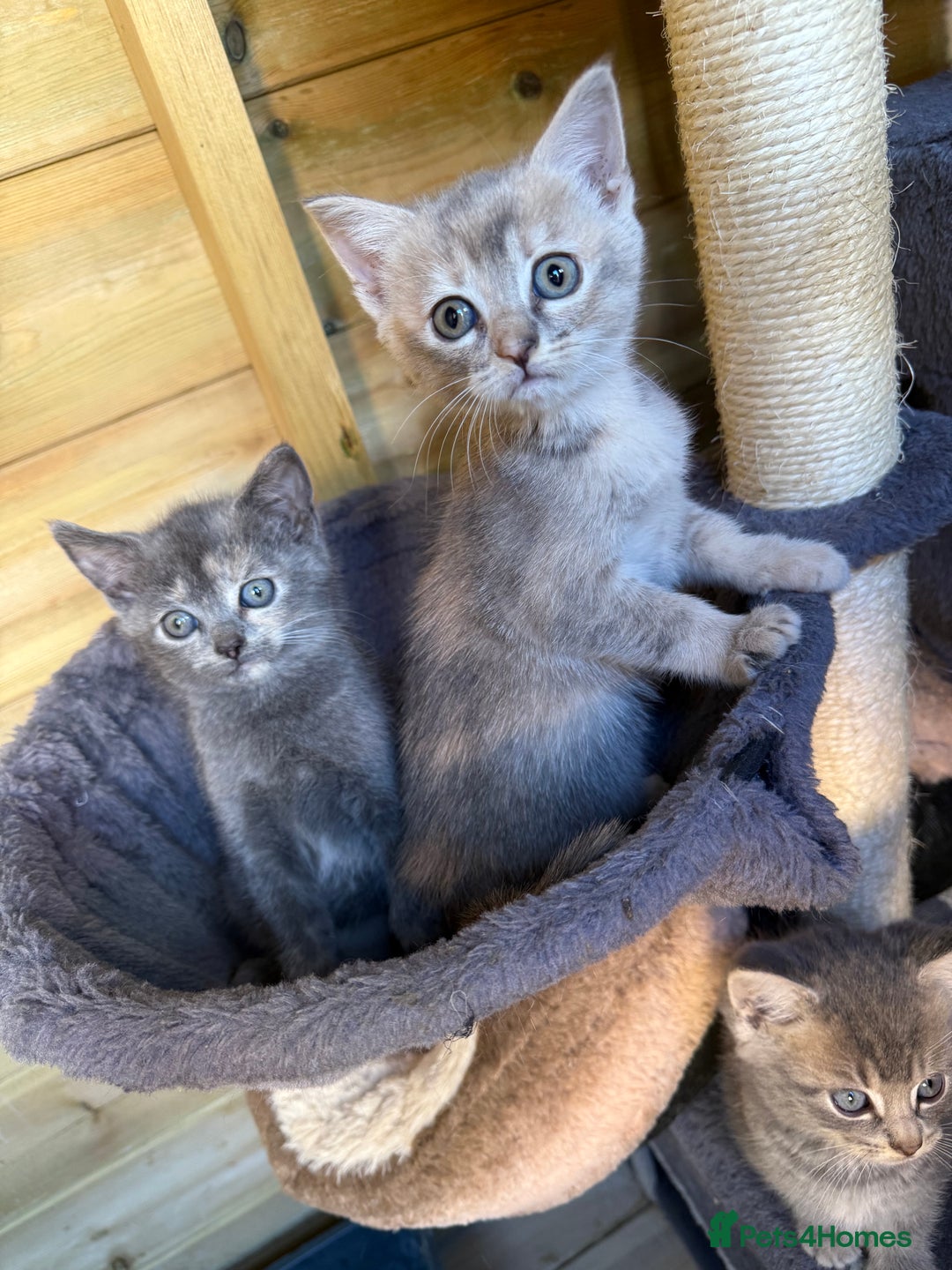 British Shorthair cats for sale: 5 stunning BSH kittens for sale‼️ - Image 3